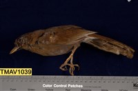 藏品(竹鳥)的圖片